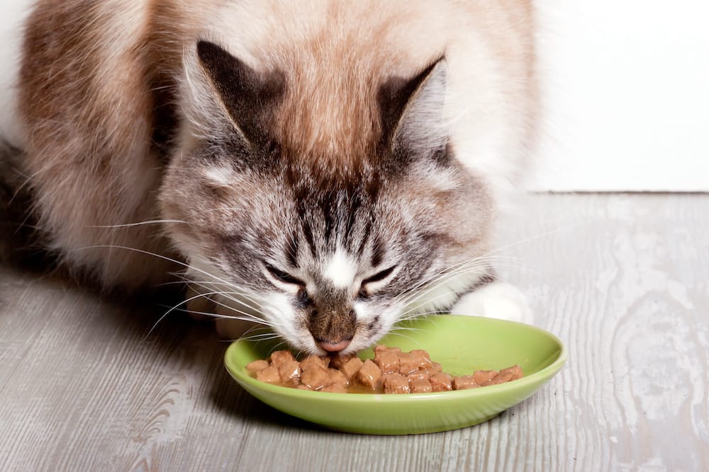 homemade cat food for cancer