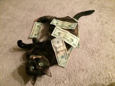 cat rolling in money